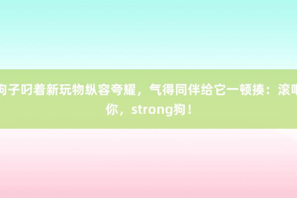 狗子叼着新玩物纵容夸耀，气得同伴给它一顿揍：滚吧你，strong狗！